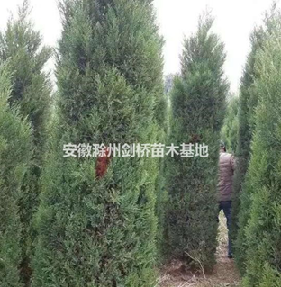 3米精品蜀檜 滁州蜀檜 蜀檜信息 蜀檜供應