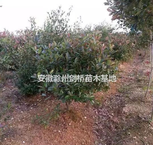 紅葉石楠 滁州紅葉石楠 紅葉石楠基地 紅葉石楠價格