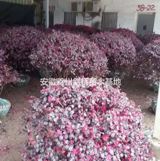 紅花繼木 滁州紅花繼木 紅花繼木基地 紅花繼木價格