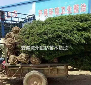 1.8米蜀檜 蜀檜裝車 蜀檜價格 蜀檜基地