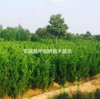 1.4米龍柏 龍柏 蜀檜 龍柏價格 龍柏基地 滁州龍柏