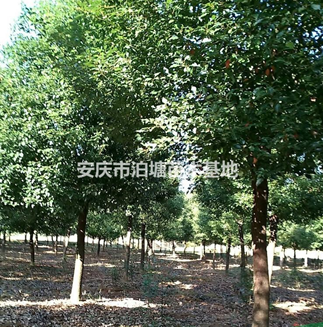安徽全冠香樟，安徽香樟報價