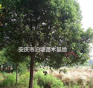 安慶香樟基地，安慶香樟*新價格
