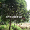 安慶香樟基地，安慶香樟*新價格