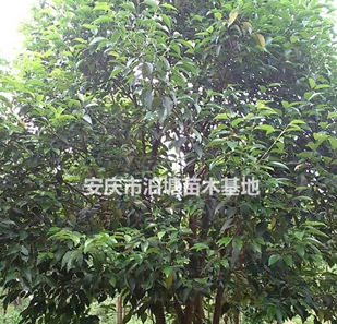 叢生女貞，安徽叢生女貞基地