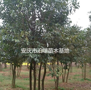 安慶叢生女貞基地，叢生女貞報價