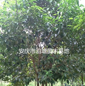 多分支叢生女貞，安徽叢生女貞供應