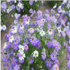 五色菊 花卉種子 一年生綠化植物 鮮花種子 廠家直供 園藝景觀花種子