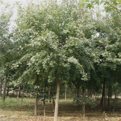 3公分五角楓樹(shù)直銷(xiāo) 成活率高 土球發(fā)貨 現(xiàn)貨供應(yīng) 歡迎詢(xún)價(jià)