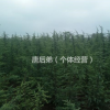 滁州市供應(yīng)高3米雪松