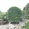 廠家直銷(xiāo) 臺(tái)灣紫檀 造型紫檀 球型紫檀 紫檀盆景 臺(tái)灣羅漢松