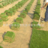 供應道路園林綠化用草矮生百慕大草坪 廠家直銷 量大從優(yōu)