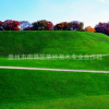 四季青 批發(fā)綠化工程耐寒耐踏成品草坪 四季青草皮1