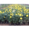 山東青州萬壽菊供應基地批發價格