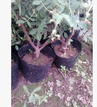 四季紫枝，盆栽，園林綠化藥用食用觀賞玫瑰大苗