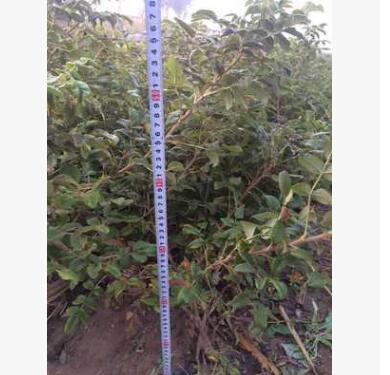 優質平陰玫瑰苗 食用豐花一號玫瑰苗 耐寒耐旱