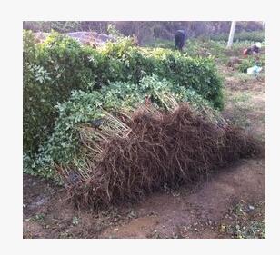 優質種苗，食用,藥用，豐花一號玫瑰杯苗原產地大量批發