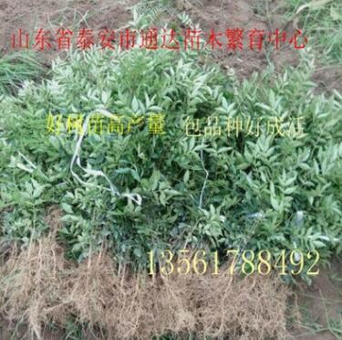 花椒苗產地/大紅袍花椒苗 /九葉青花椒現挖現賣