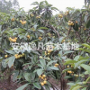 2016年安徽低價供應5公分枇杷樹苗