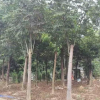 安徽肥西常年供應(yīng)優(yōu)質(zhì)底價(jià)欒樹(shù)（有移植三年以上）