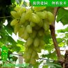 基地批發高品質葡萄苗 嫁接無核易成活葡萄苗 品種齊全