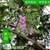 基地供應紅花刺槐 價格優惠 高成活率紅花刺槐小樹