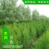 基地供應優質側柏 龍柏 綠化工程專用樹木 側柏