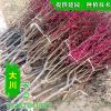 批發紅葉碧桃 綠化工程專用 基地直銷 規格齊全 紅葉碧桃