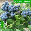 山東直銷組培藍莓苗 兔眼藍莓苗 藍豐藍莓苗 3年結果