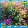 多色三角梅價格 各種顏色三角梅批發 勒杜鵑 九重葛