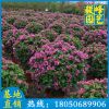三角梅球價格 勒杜鵑球 漳州種植基地批發 盆栽花卉