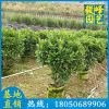非洲茉莉球價格 高1M 綠化工程苗 移植苗