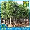 福建香樟種植基地 行道樹 風景樹 基地直銷