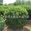 冬青球批發(fā)園林工程綠化苗木 行道綠籬龜甲冬青球樹苗 花壇點(diǎn)綴