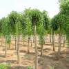 垂槐樹苗批發工程綠化苗木 嫁接龍抓槐 行道造型樹龍爪槐苗