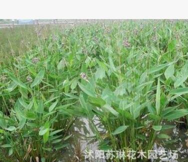批發(fā)水生植物 再力花 再力花苗 水竹芋苗 水體綠化 濕地綠化