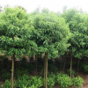供應 綠化苗木 香樟樹苗