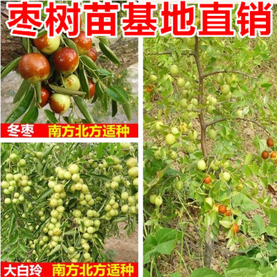 果樹苗嫁接棗樹苗棗樹大苗沾化冬棗樹苗盆栽地栽當年結果
