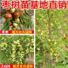 果樹苗嫁接棗樹苗棗樹大苗沾化冬棗樹苗盆栽地栽當年結果