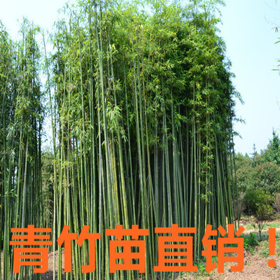 批發(fā)青竹苗 青竹基地 毛竹產地工程綠化苗直銷3公分