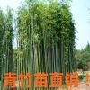 批發青竹苗 青竹基地 毛竹產地工程綠化苗直銷3公分