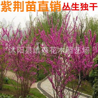 綠化紫荊樹苗紫荊滿條紅樹苗 4厘米粗規(guī)格齊全0123456789公分粗
