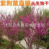 綠化紫荊樹苗紫荊滿條紅樹苗 4厘米粗規格齊全0123456789公分粗