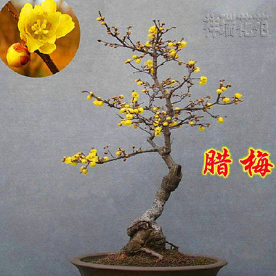 批發(fā)臘梅苗 臘梅樹 臘梅盆景供應各規(guī)格臘梅樹苗