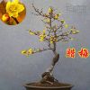 批發臘梅苗 臘梅樹 臘梅盆景供應各規格臘梅樹苗