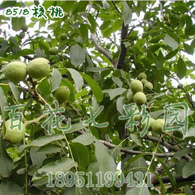 批發(fā)核桃樹苗 8518核桃苗 當年結果苗