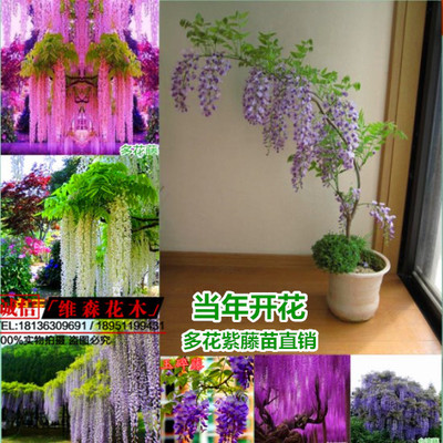 多花紫藤花樹苗爬藤屋頂盆栽花園圍墻庭院攀援爬藤植物紫藤樹苗子