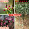 西府海棠苗直銷 垂絲海棠花苗綠化苗木 北美海棠大苗小苗