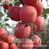 批發嫁接蘋果樹苗.盆栽蘋果苗當年結果.紅富士蘋果苗包郵