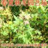 大量批發(fā)五角楓樹(shù)苗 行道綠化苗 工程苗 包成活品種齊全量大價(jià)低
